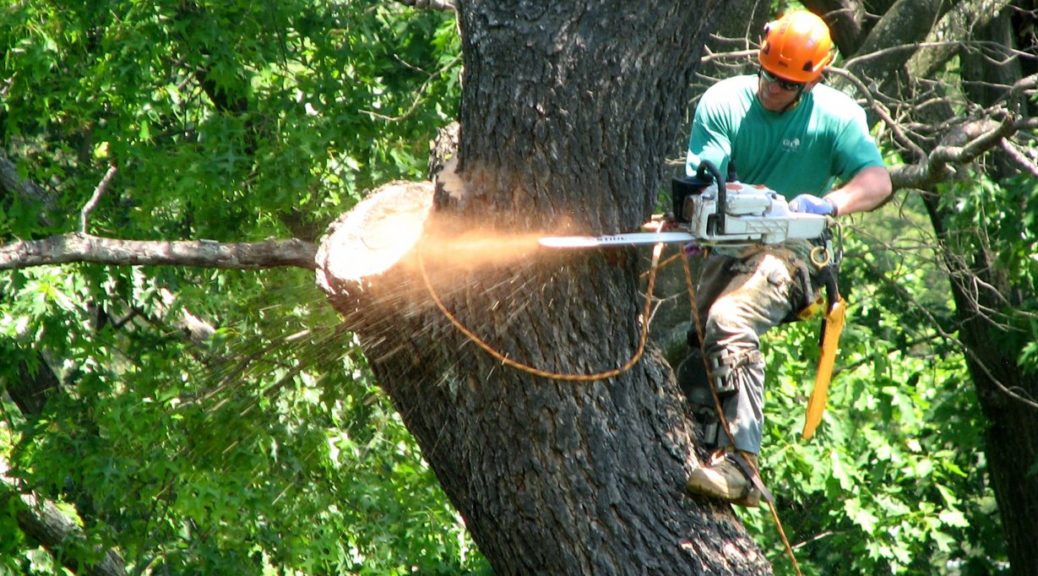 tree service conroe
